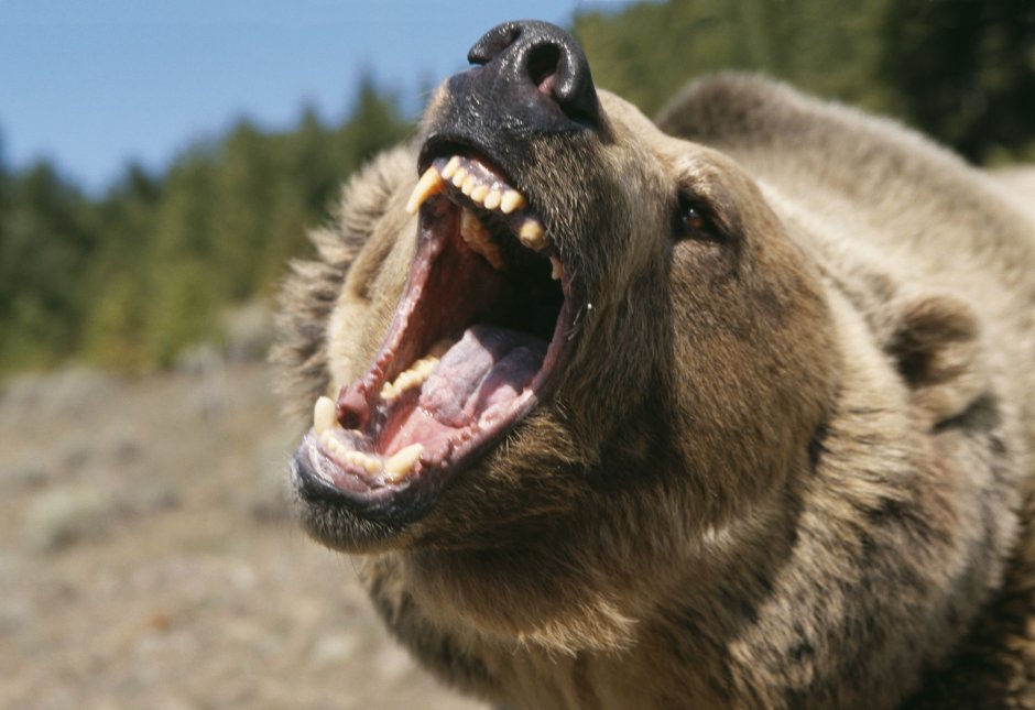 Водка череп