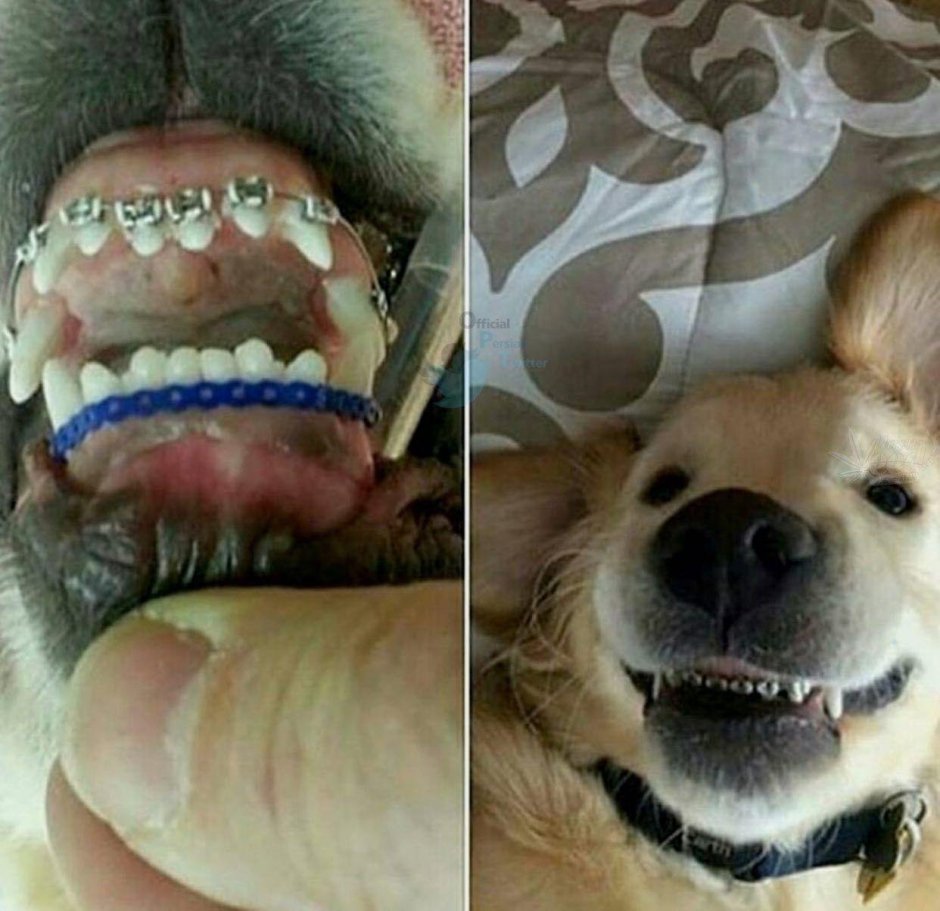 Клык медведя