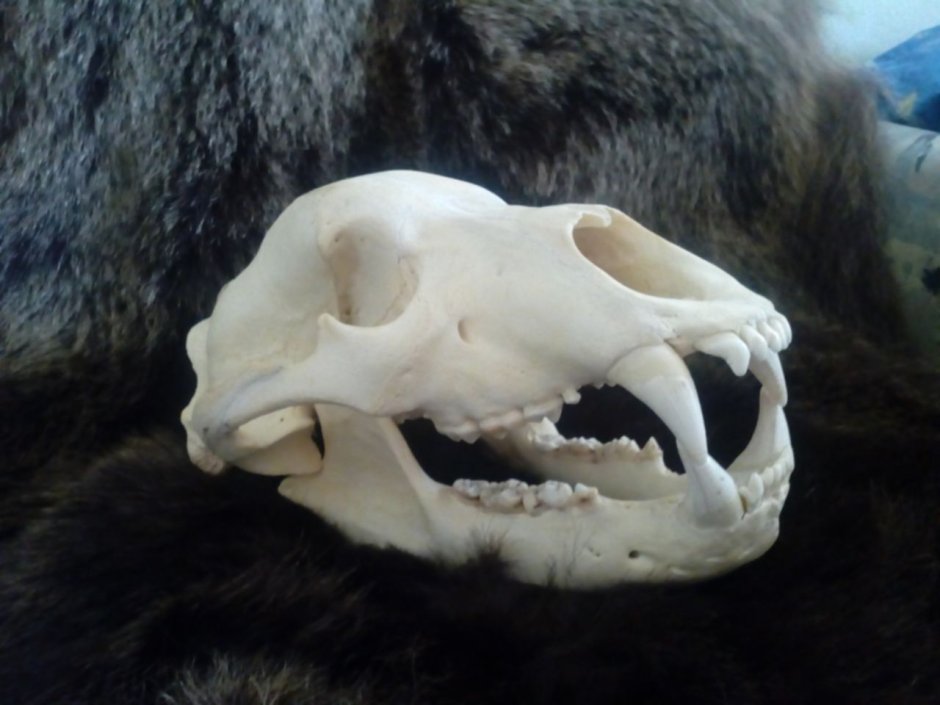 Бурый медведь нападение Гризли