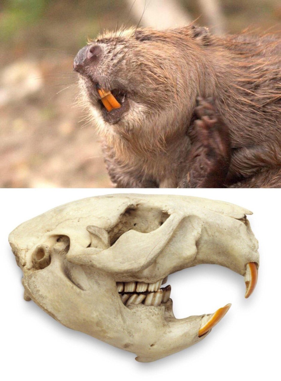 Пантера зубы