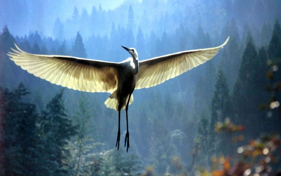 Тенгрианство Умай