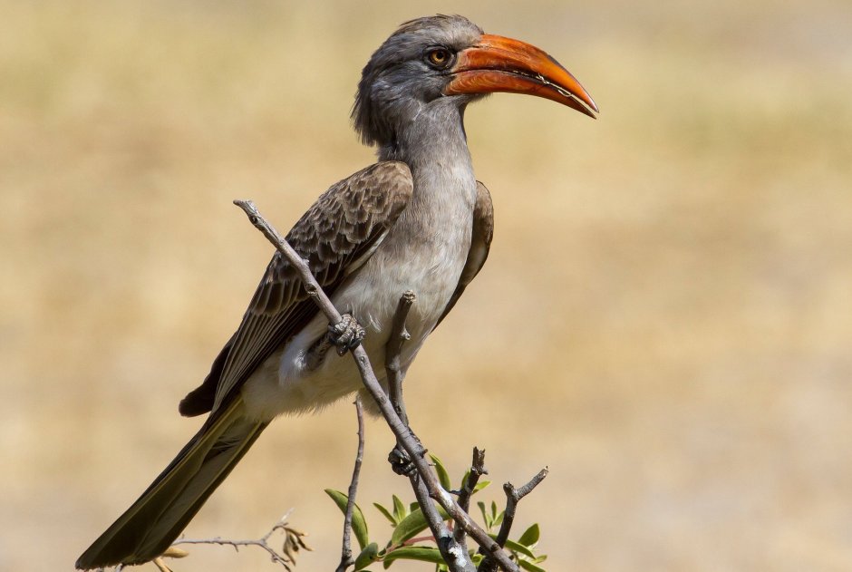 Tockus erythrorhynchus