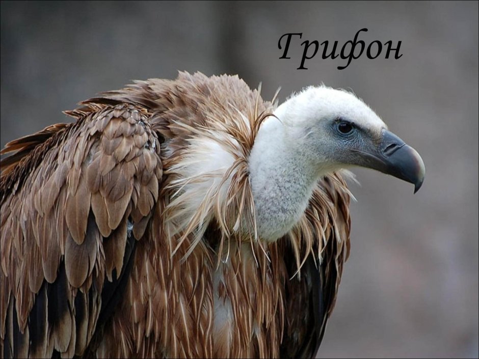 Птица падальщик гриф