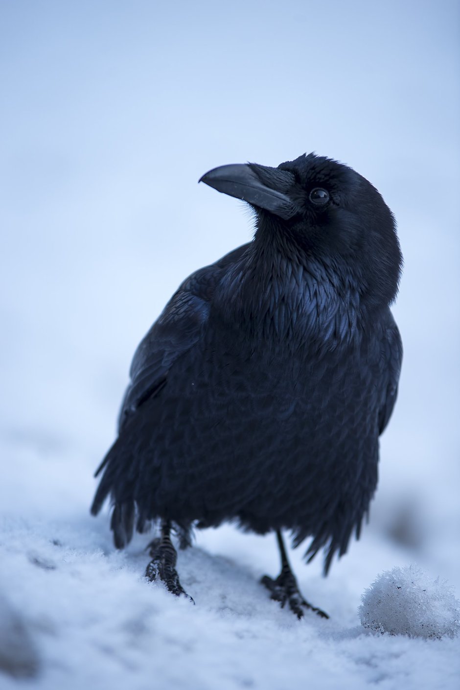 Корвус Коракс ворон