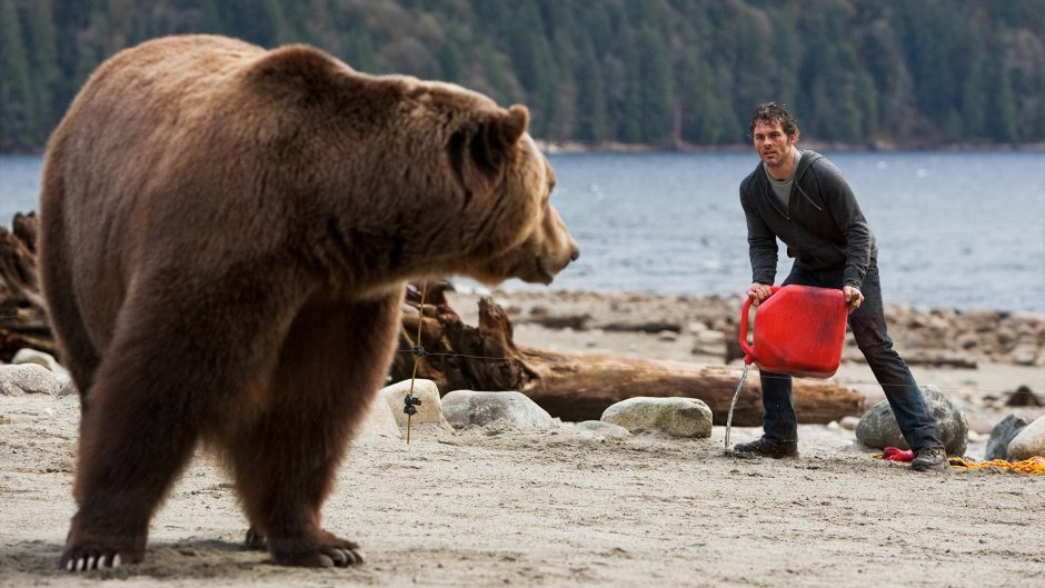 Американский медведь Гризли