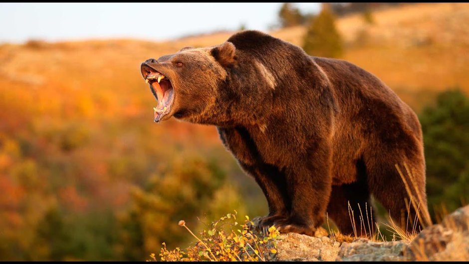 Бурый медведь Кадьяк