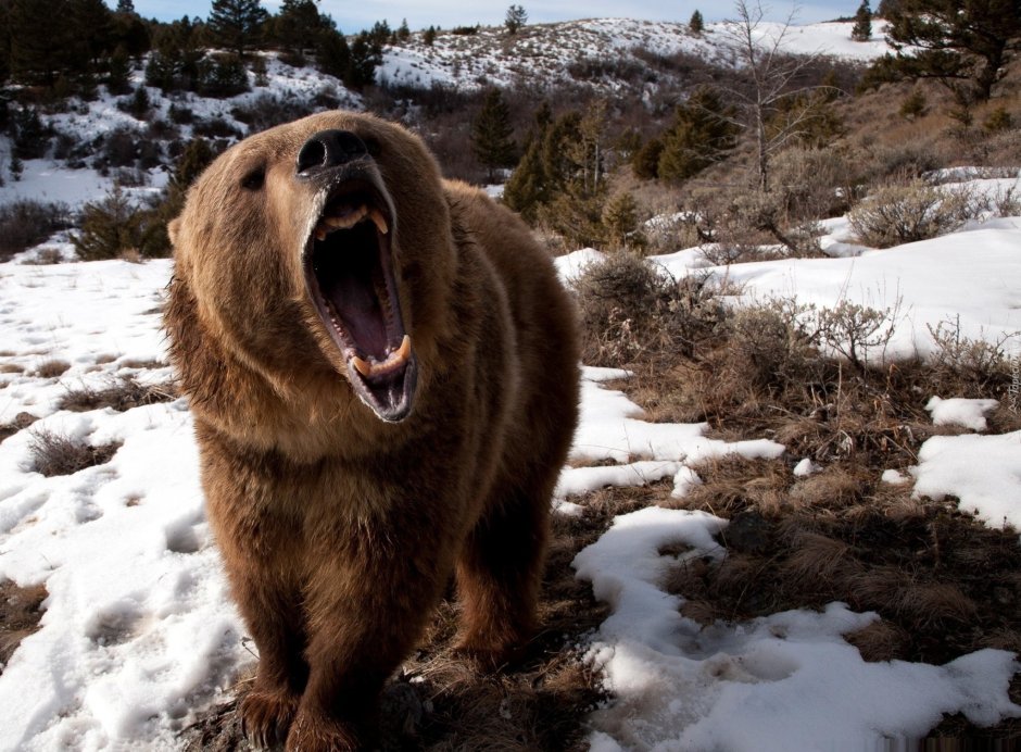 Самый толстый медведь