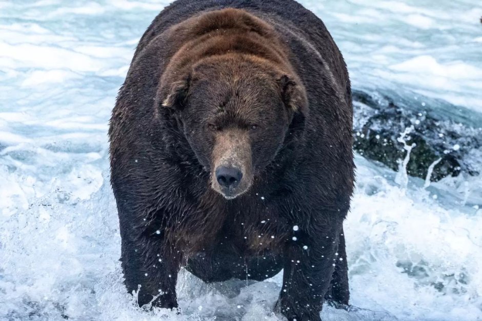 Самый толстый медведь