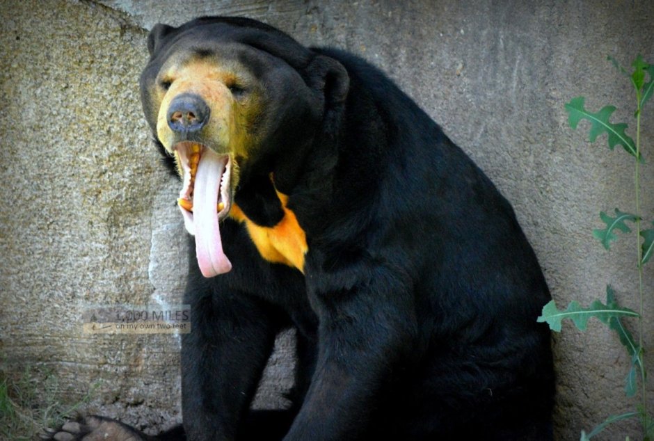 Кадьяк медведь гигантский