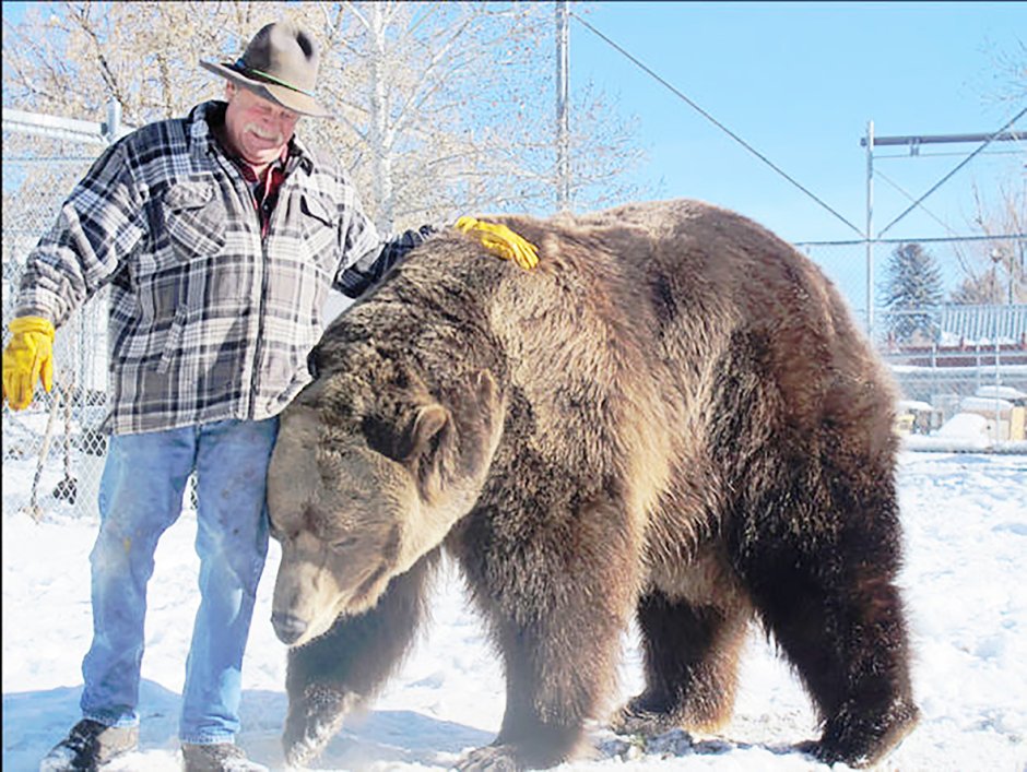Гризли медведь вес рост