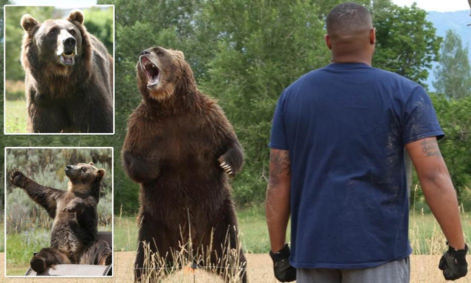 Медведи дерутся