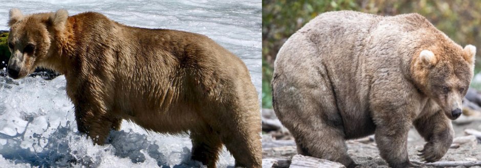 Бурый медведь нападение Гризли