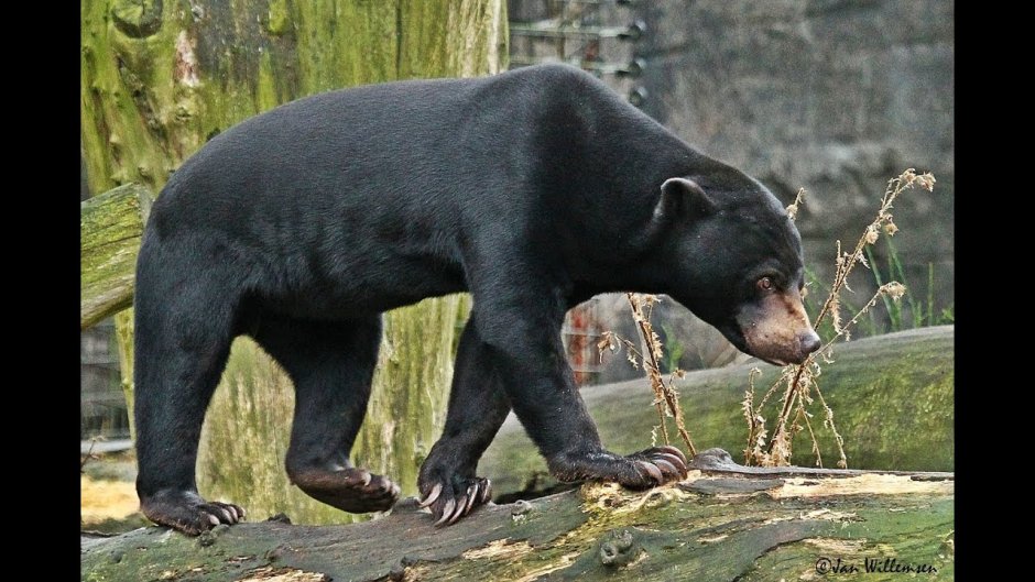 Канадский медведь Гризли