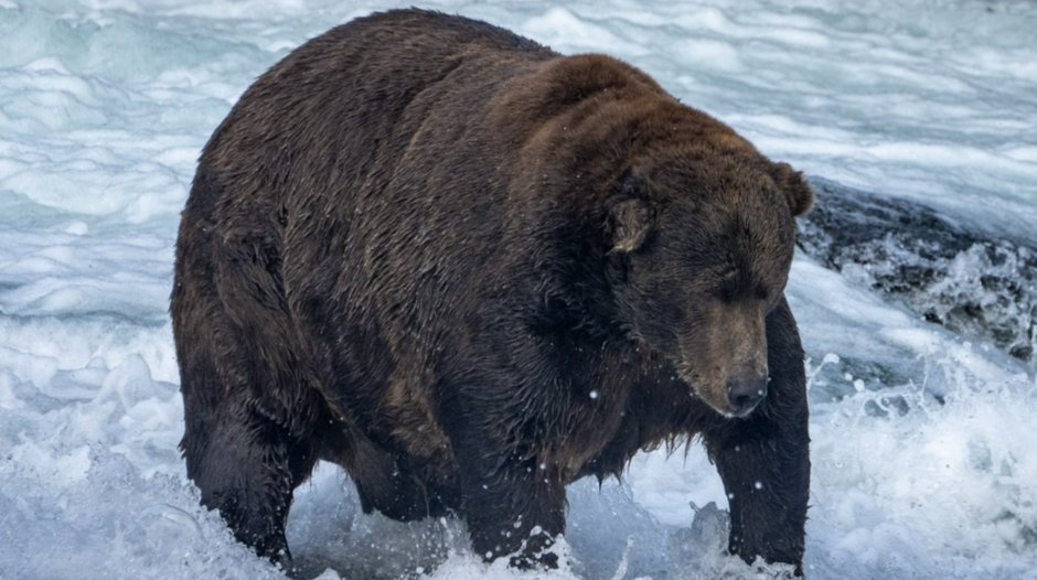 Медведь Гризли