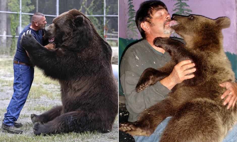 Медведь Гризли большой