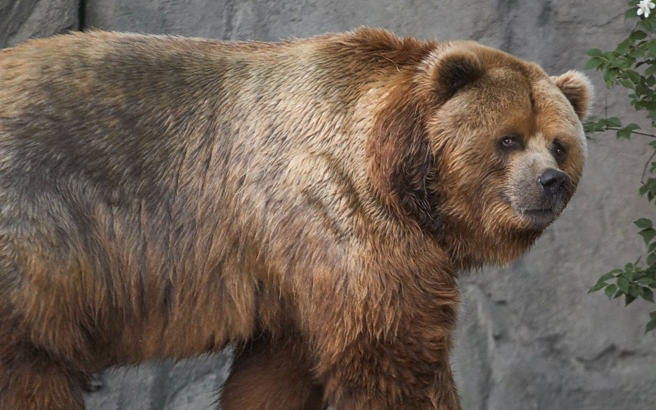 Медведь Гризли огромный людоед