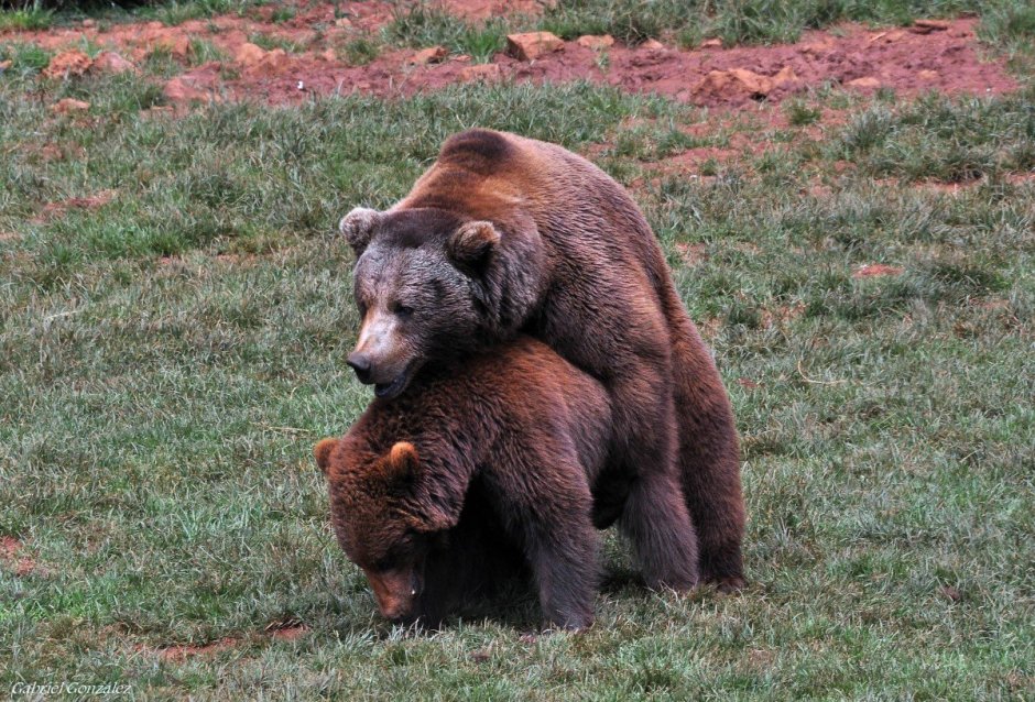 Игра Cabela's Dangerous hunts