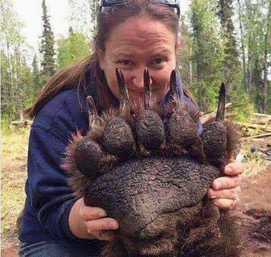 Огромные когти медведя