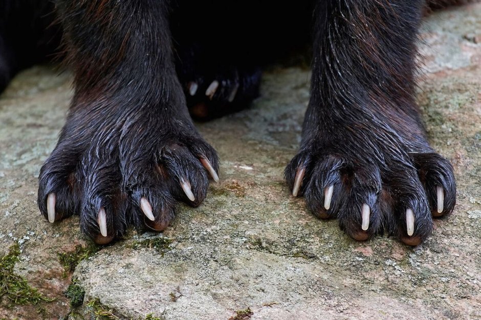 Bear hand vector