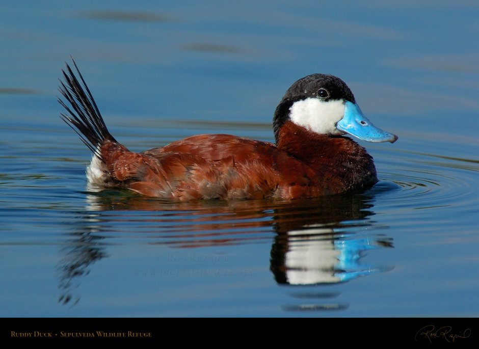 Ruddy Duck