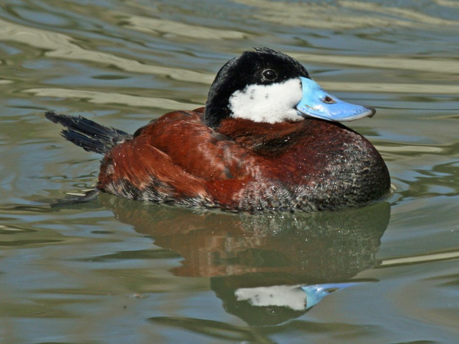 Oxyura jamaicensis