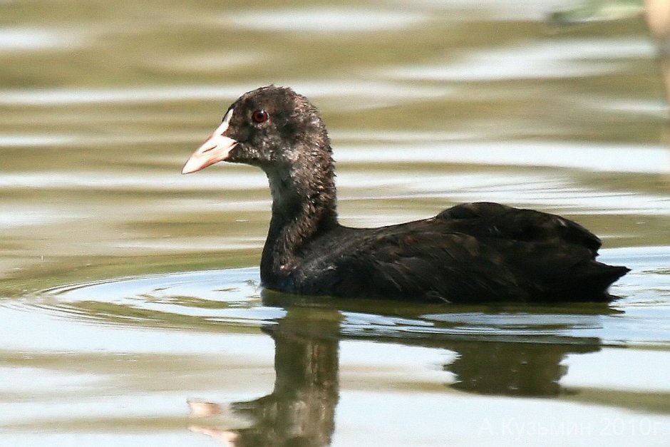 Большая черная водоплавающая птица