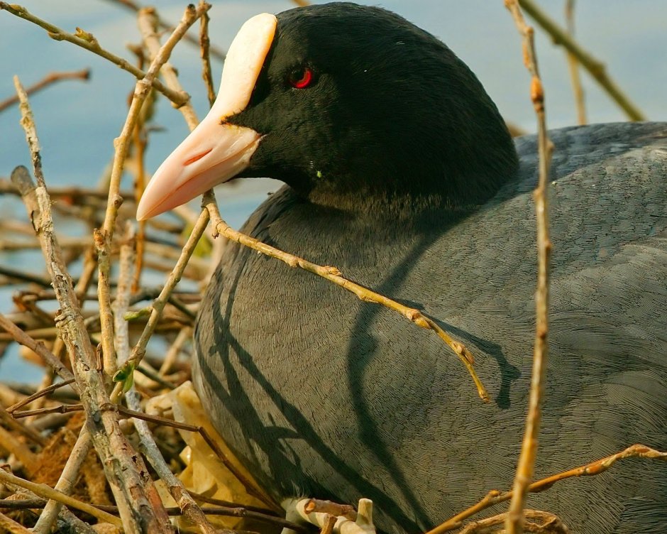 Anas rubripes Nest