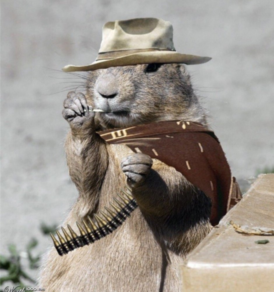 Бобр в шляпе