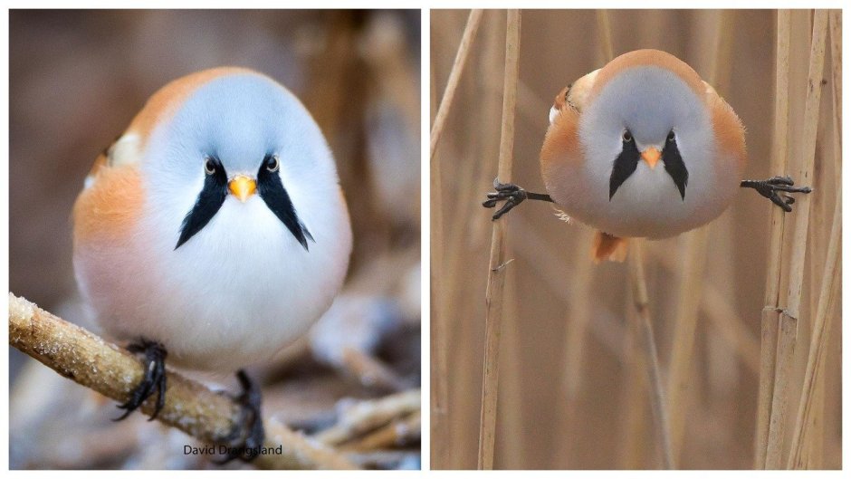 Bearded Reedling