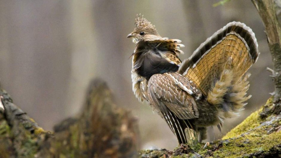 Bonasa umbellus