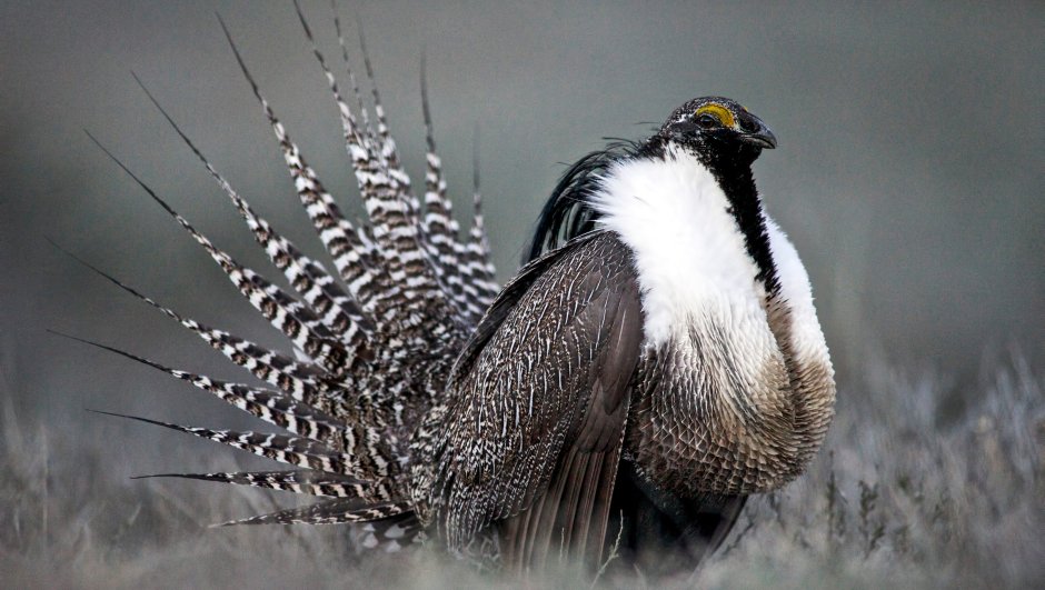 Sage Grouse