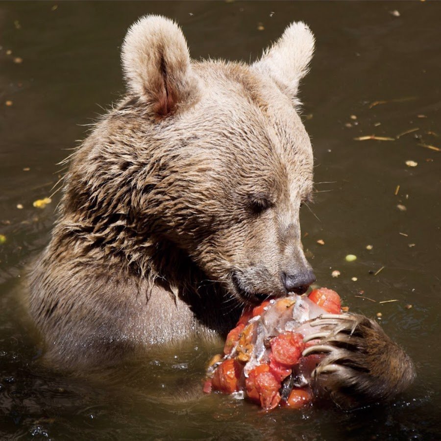 Медведь Степан