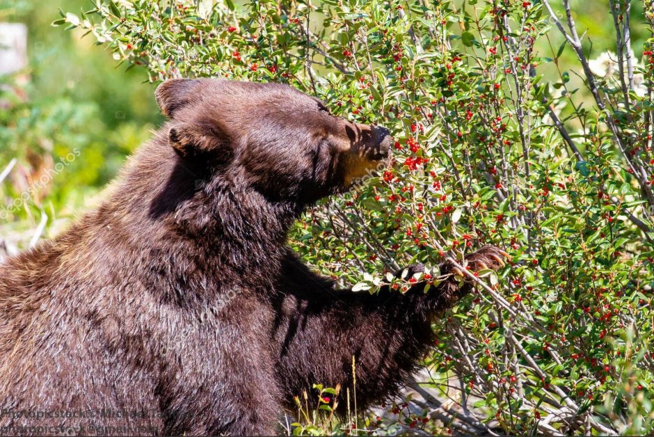 Фото как медведь ест малину