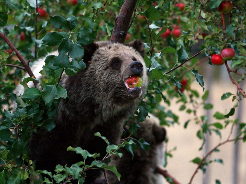 Медведь Гризли ест ягоды