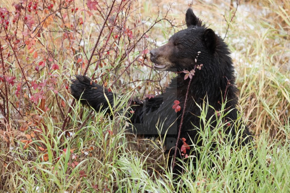 Медведь ест малину