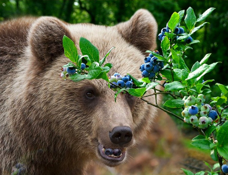 Медведь ест ягоды