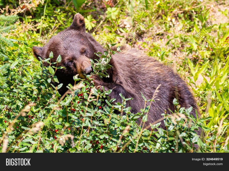 Медведь с корзинкой ягод