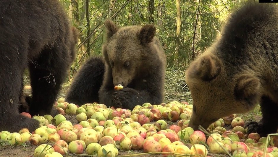 Медведь ест яблоки