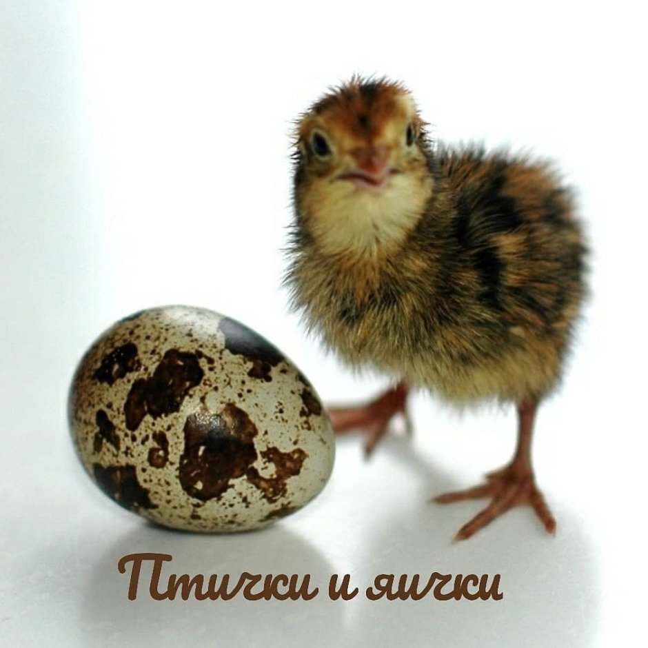 Эстонцы перепела птенцы