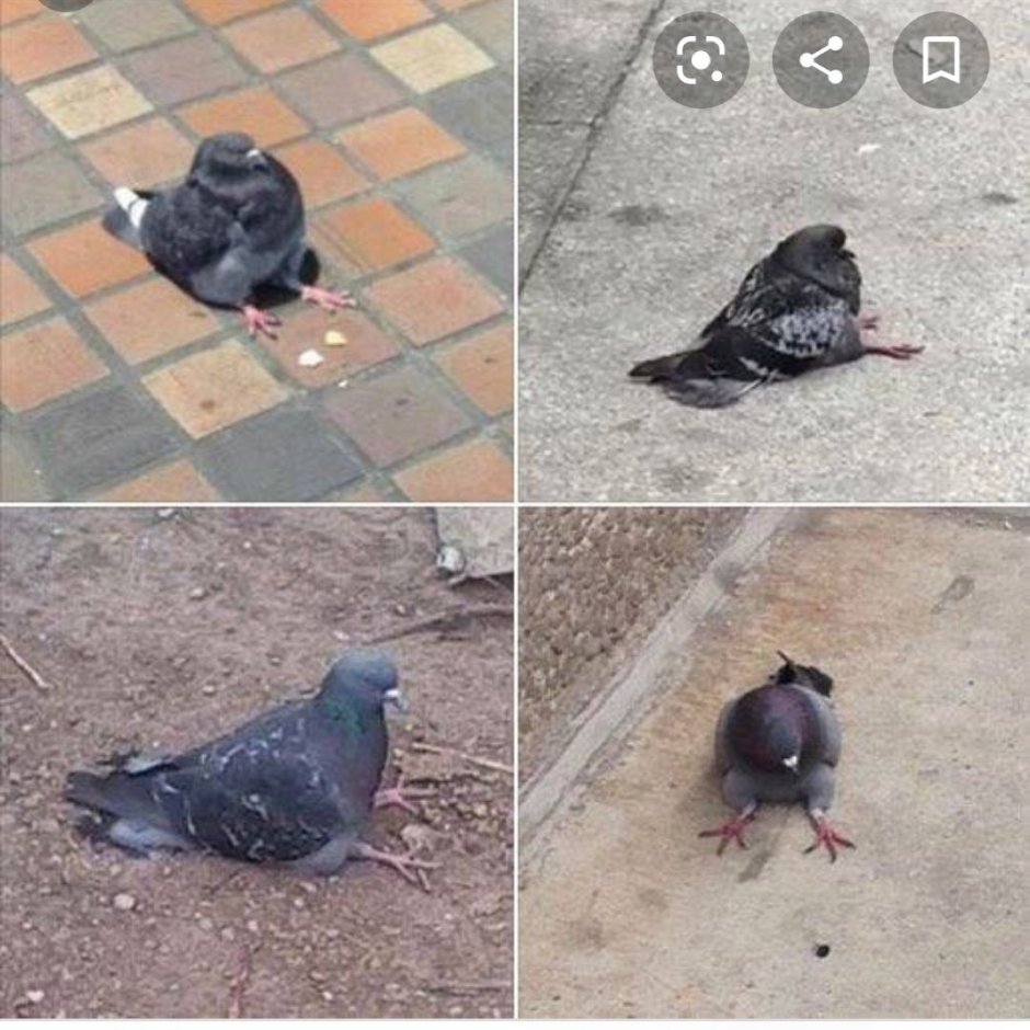 Голубь в одежде