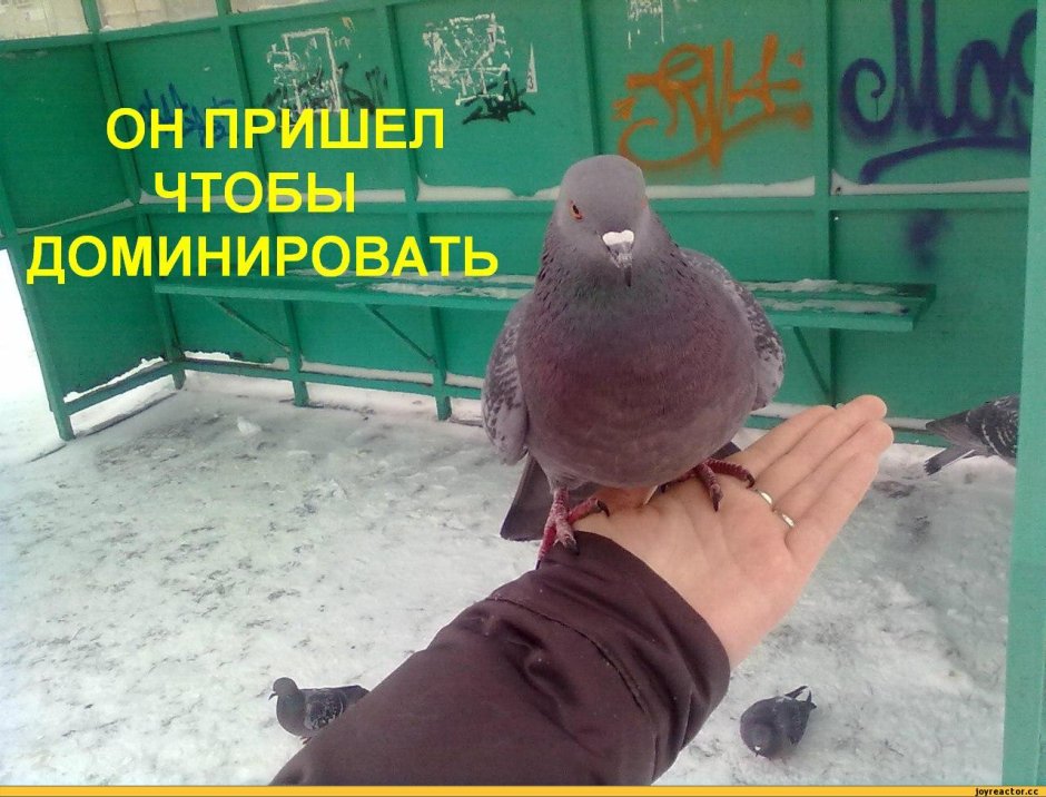Голубь Андрей