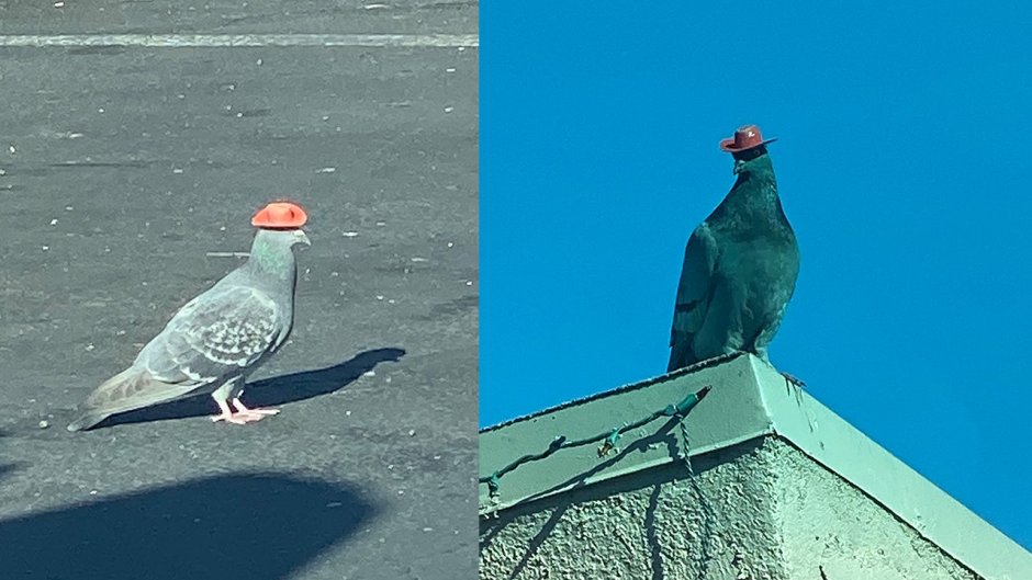 Мемы с голубями