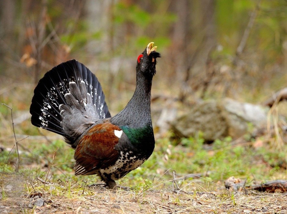 Глухарь (Tetrao urogallus)