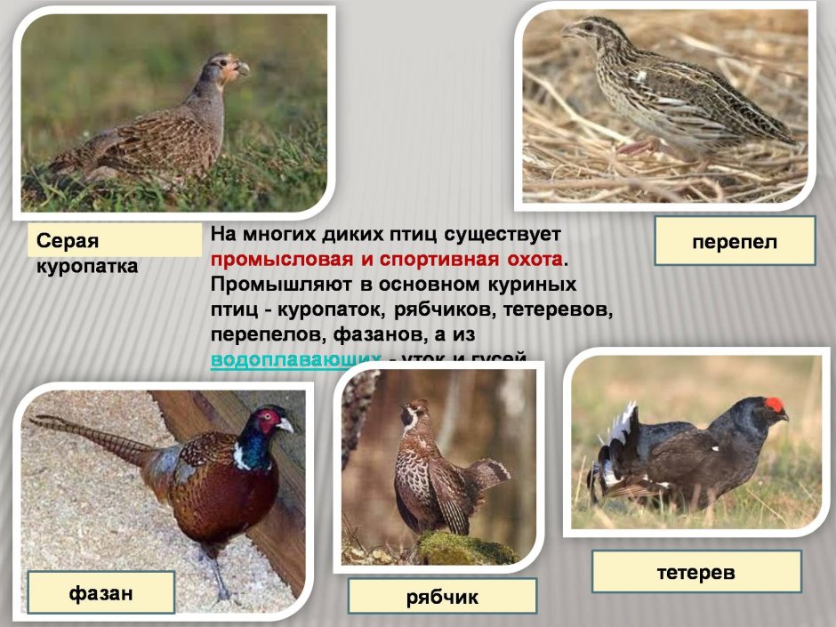 Рябчик куропатка Перепелка
