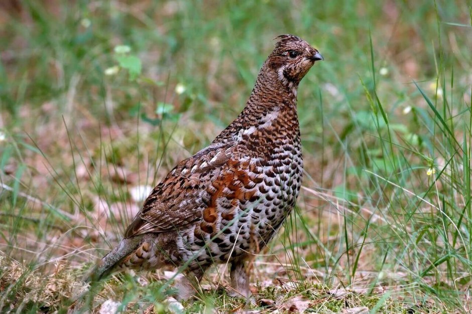 Рябчик (Bonasa bonasia)
