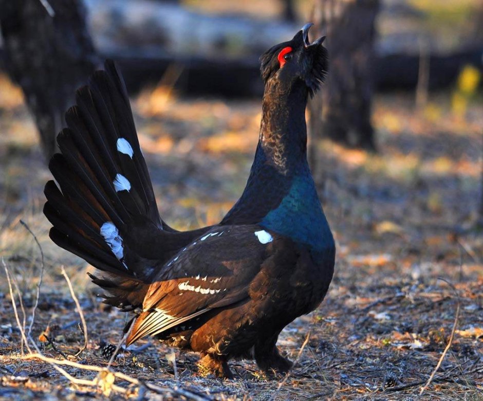Глухарь (Tetrao urogallus)