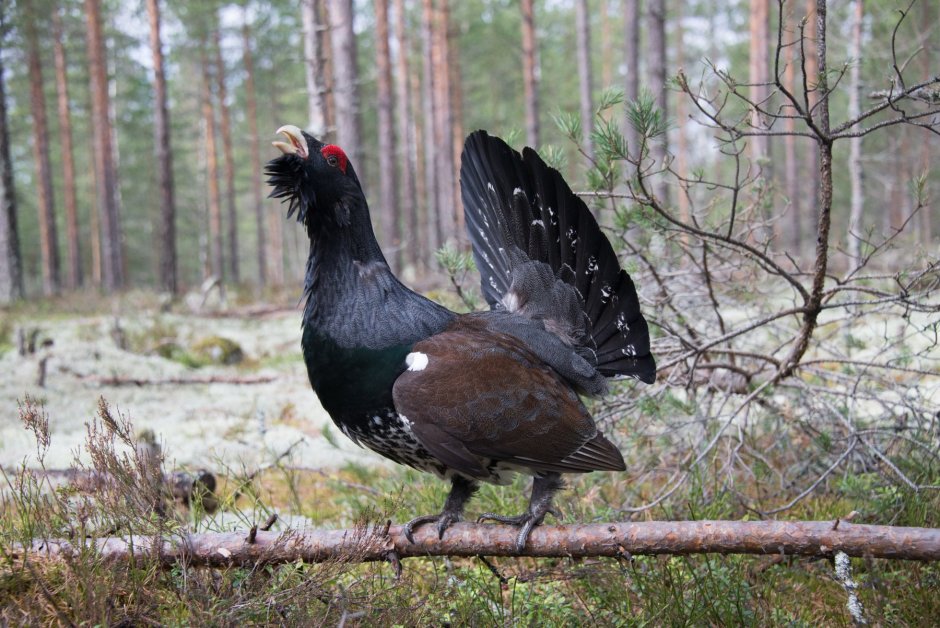 Глухарь - Capercaillie