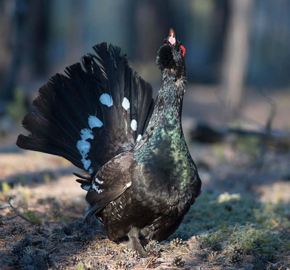 Глухарь (Tetrao urogallus)