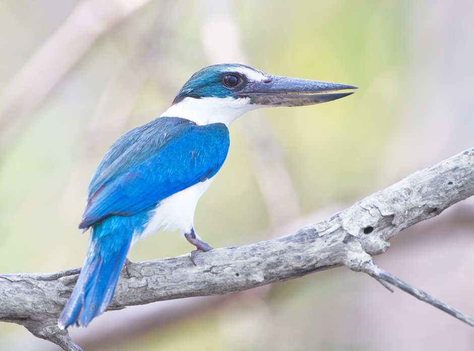 Todiramphus recurvirostris