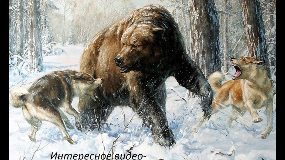 Белый медведь и волк